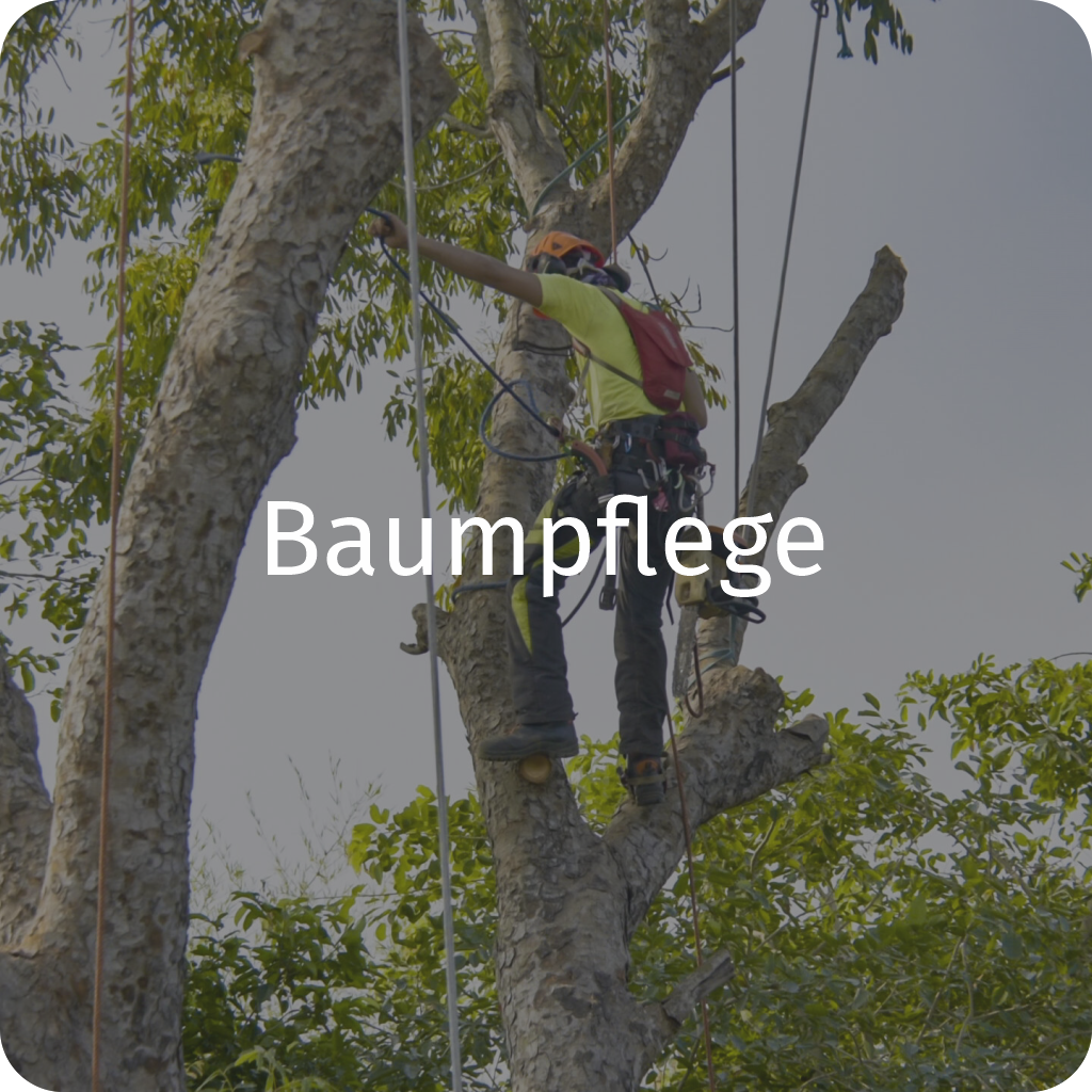 baumfplege